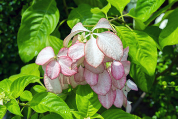 Mussaenda Philippica.