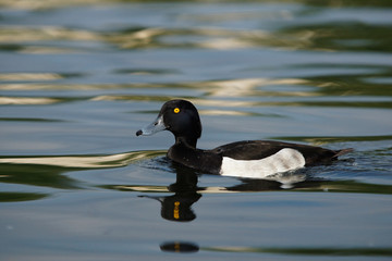 Tufted Duck, Aythya fuligula