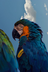 Obraz premium Blue and yellow macaw Latin name Ara ararauna