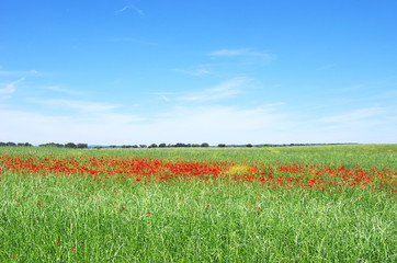 Fototapeta na wymiar Poppies in field of alentejo region, Portugal.