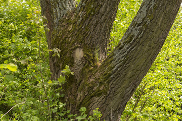 tree in landscape