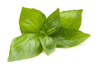 Sweet basil leaves