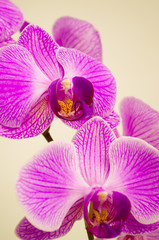 Fototapeta na wymiar flowers, orchid, isolated, flower, nature, plant, petal