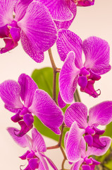 Fototapeta na wymiar flowers, orchid, isolated, flower, nature, plant, petal