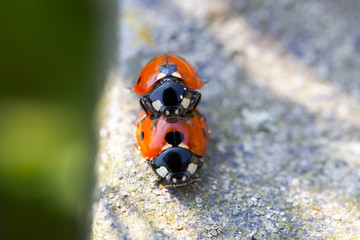 Marienkäfer