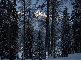 Snow-covered peak behind trees