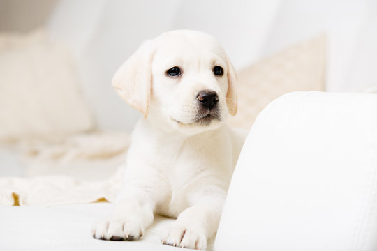 Close up view of cute puppy lying on the white leather sofa