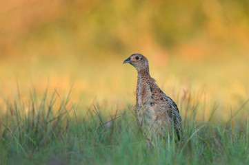 Female pheasant - young