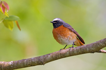 Common redstart
