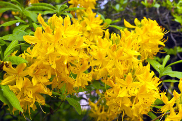 Golden yellow azalea (Deciduous Azalea luteum) in a garden.