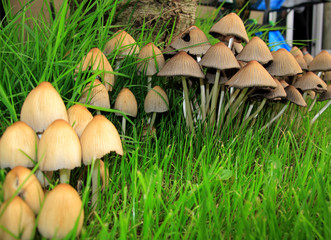 row of toadstools