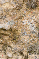 Small grasshopper in camouflage