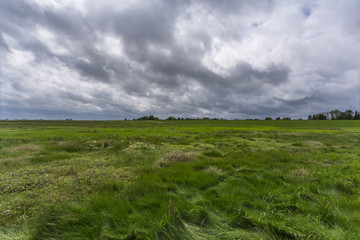 Salzwiese am Jadebusen in Norddeutschland