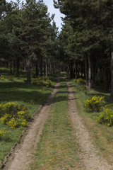 Forest footpath