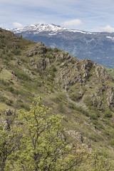 Fototapeta na wymiar Mediterranean vegetation at Guadarrama Mountains