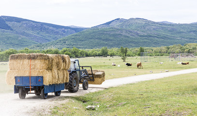 Tractor hauling hay bales
