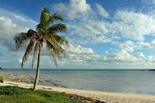 Coconut palm trees at empty tropical beach of Bahamas