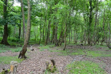 Woodland