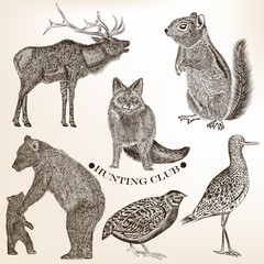 Collection of hand drawn vector animals in vintage style