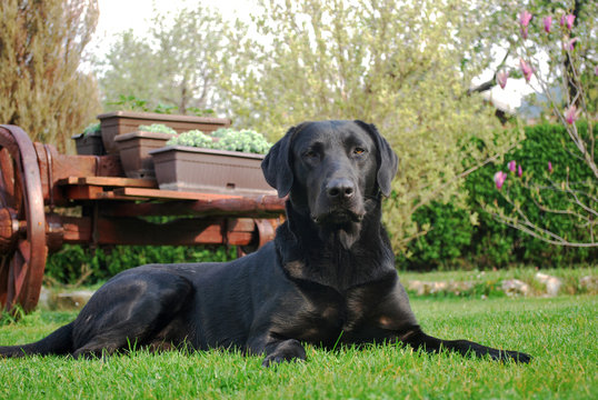 black labrador retriever on grass