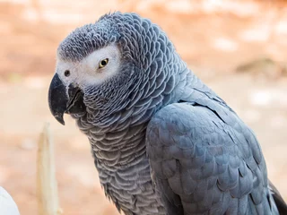 Foto op Canvas Afrikaanse grijze papegaai © Joop Ang