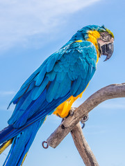 blue and yellow parrot