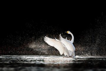 Swan rising from water and splashing silvery water drops around