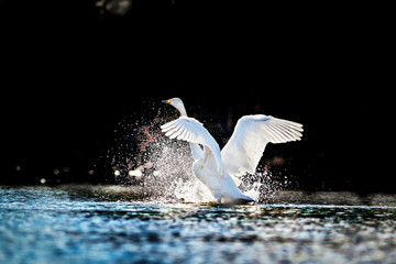 Swan rising from water and splashing silvery water drops