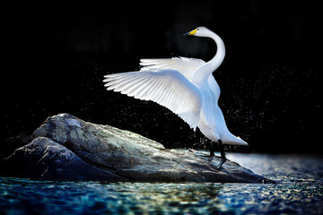 Fototapeta na wymiar Swan standing with spread wings on a rock in blue-green water