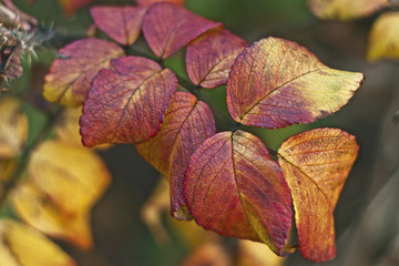 branch of autumn leaves