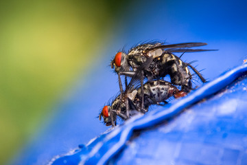 Fliegen