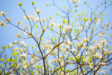 White flowering dogwood tree in bloom in blue sky