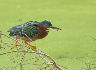 Green Heron Against a Background of Green