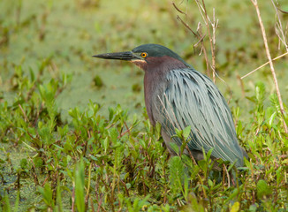 Green Heron