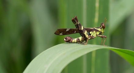 Conjoined Spot Monkey grasshopper (Erianthus serratus)