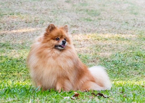 Pomeranian dog looking for something on green grass