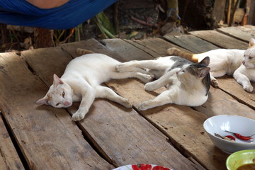 Resting Cats