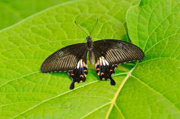 Fototapeta na wymiar Butterfly on Green Leaf