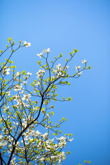 Branches of dogwood (Cornus florida) and blue sky