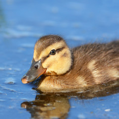 Mallard Duckling Swimming in a pond