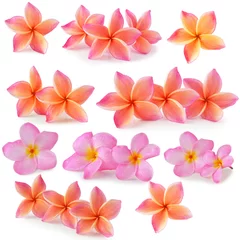 Stickers pour porte Frangipanier fleur de plumeria coloré isolé sur blanc