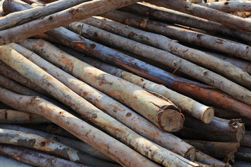 Pile of old wood sticks