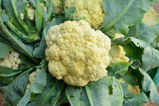 cauliflower in the vegetable basket