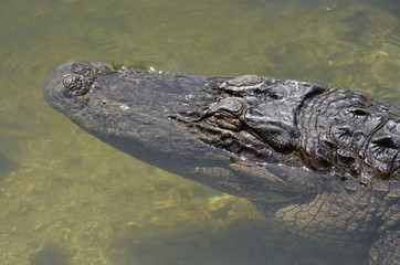 Obraz premium Alligatotr