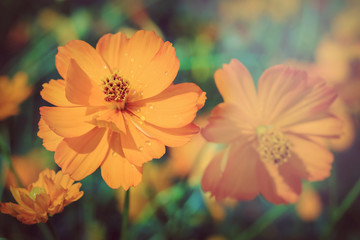 Beautiful orange flowers in green field garden