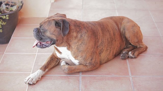 Brindle boxer (German boxer) flushed