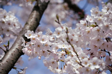 日本桜