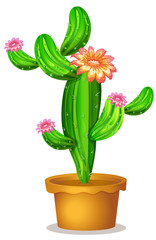 A pot with a flowering cactus plant