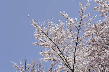 日本桜