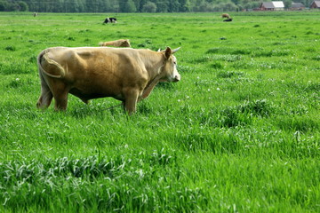 byk © fotodrobik